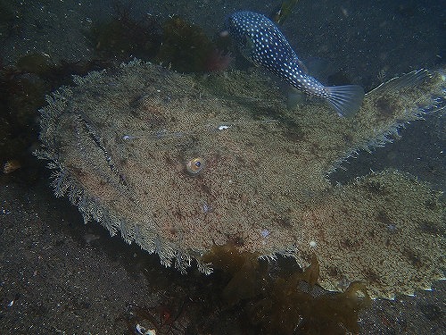 大瀬崎のキアンコウ